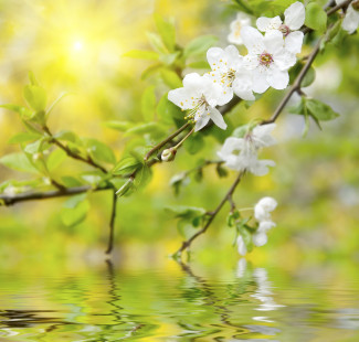 Blühender Zweig über Wasser in der Sonne